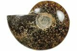 Polished Ammonite (Cleoniceras) Fossil - Madagascar #205088-1